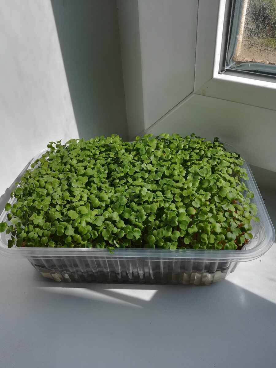 На фото микрозелень рукколы "индау"