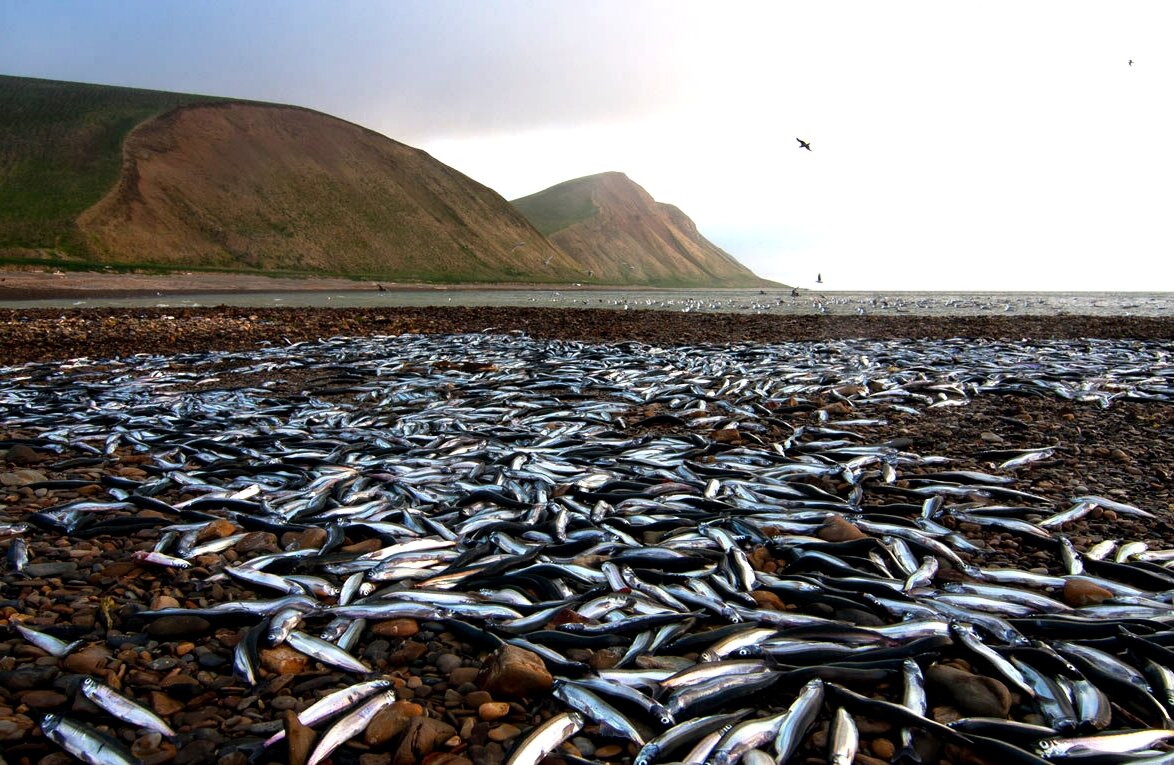 Берингово море рыбалка