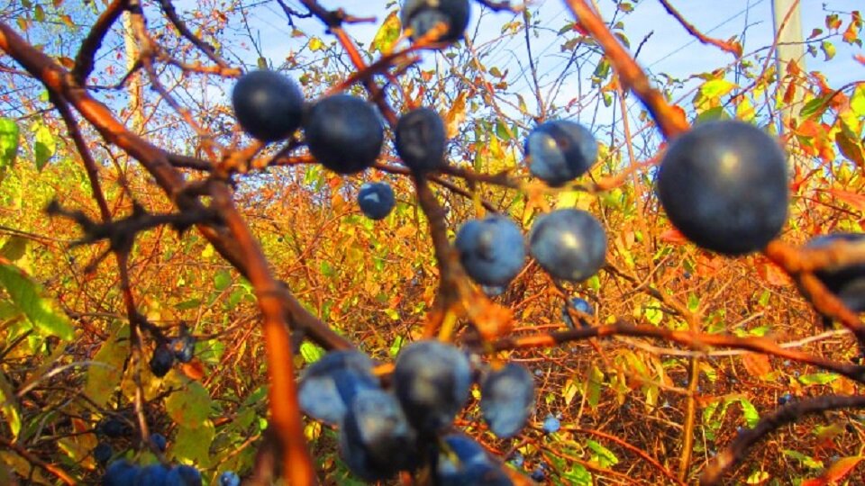 Особенности использования тёрна колючего в мифологии