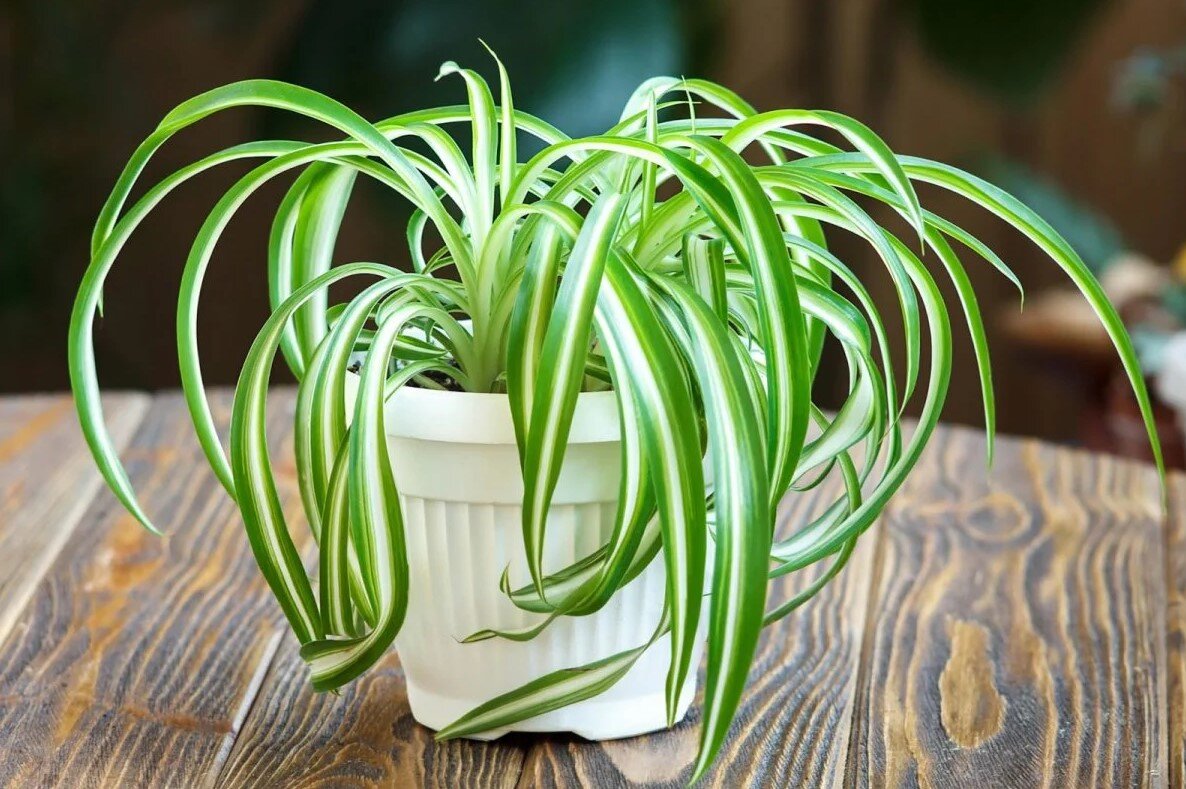 Хлорофитум является одним из наиболее распространенных неприхотливых комнатных растений, хотя летом требует обильного полива. Он быстро растет, а весной и летом на тонких стеблях появляются сначала мелкие белые цветы, а потом крошечные розетки листьев. Их можно отделить от растения и укоренить.