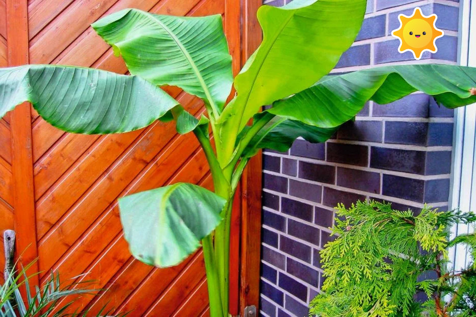 Домашние бананы.