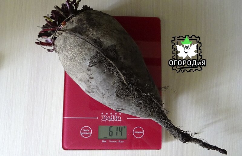 Свекла Волшебница в 3 раза тяжелее, чем обещано на упаковке