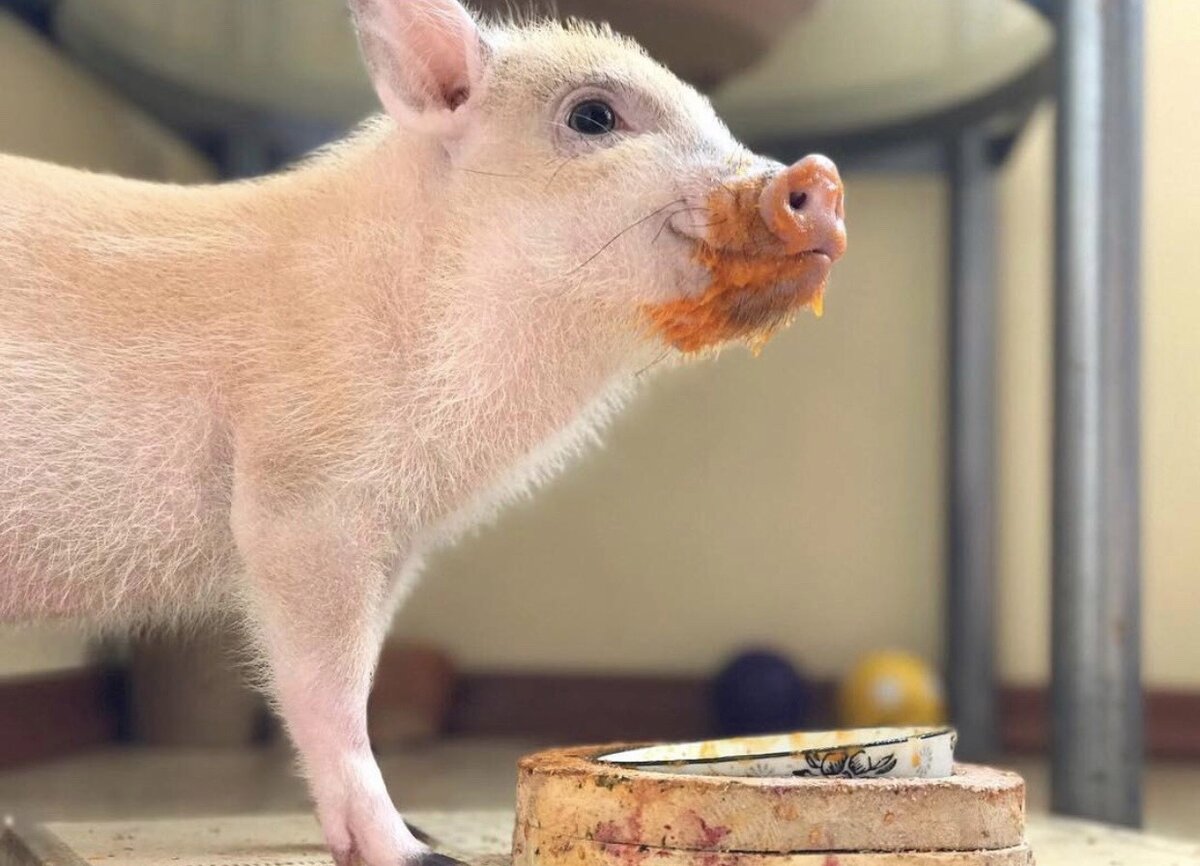 Мини-пиги — отличные домашние животные для людей с аллергией на кошек и собак