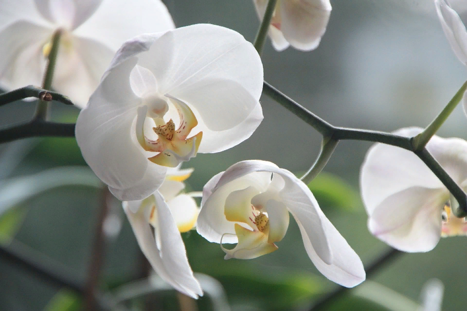 https://cdn.pixabay.com/photo/2011/02/06/21/57/orchid-4780_960_720.jpg
