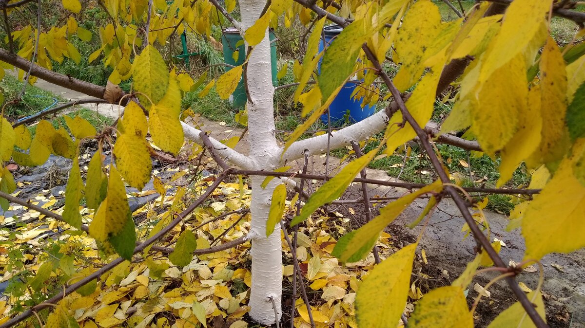 Побелка деревьев - самая нелюбимая моя работа. Не люблю я под ветками ползать. Но, что поделаешь. надо!