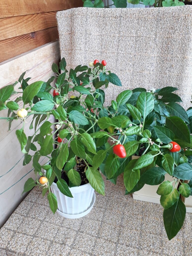 Урожай острого перчика, выкопали и привезли домой для зимовья