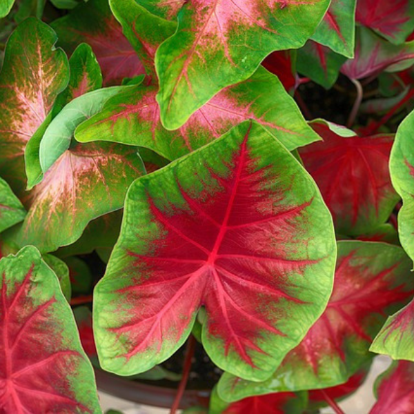 https://cdn.pixabay.com/photo/2017/06/12/19/53/caladium-2396607__340.jpg