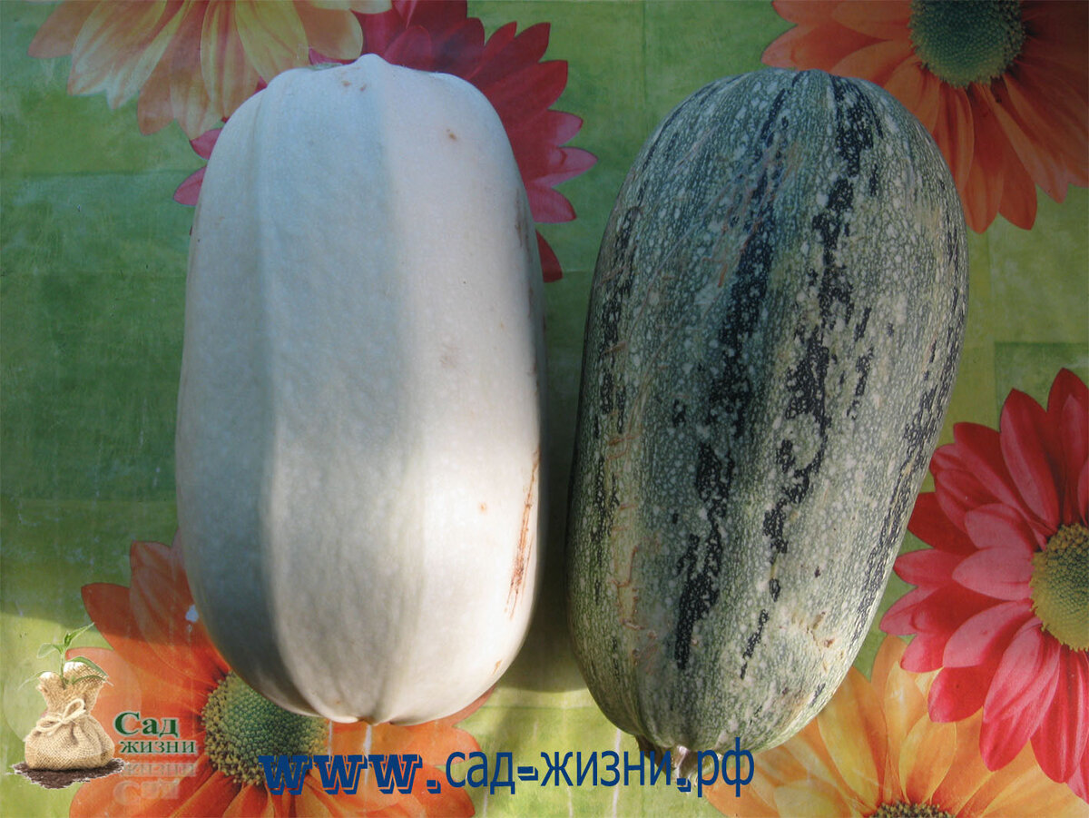 Самые крупные кабачки мы оставляем для приготовления икры.