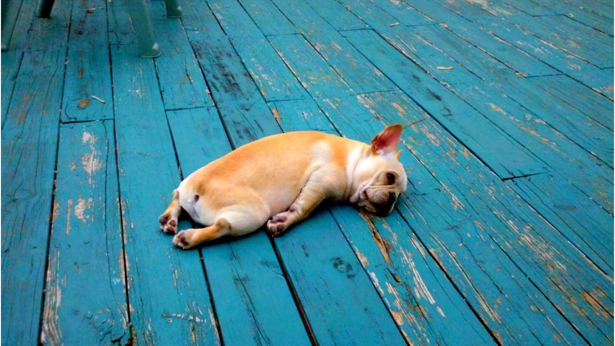 Фото из публичных источников. Ссылка на фото:https://im0-tub-ru.yandex.net/i?id=98ea3310e684344fbb6c6022c6e6390b-l&n=13