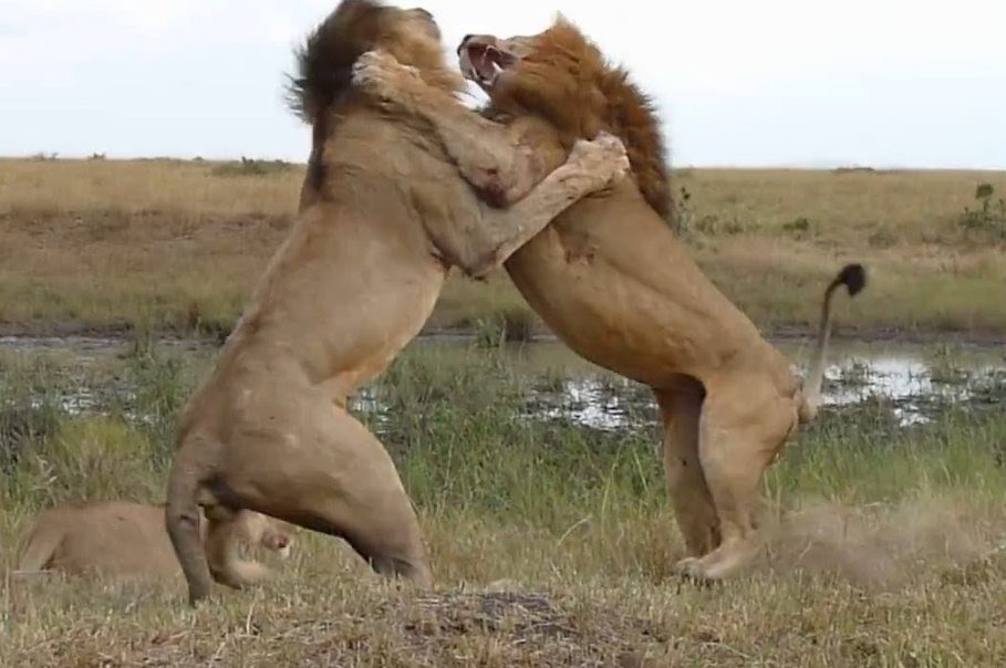 Молодые и дерзкие решили "старичка списать". Лев дал сдачи, но решил всех своих "послать", раз они такие дикие.