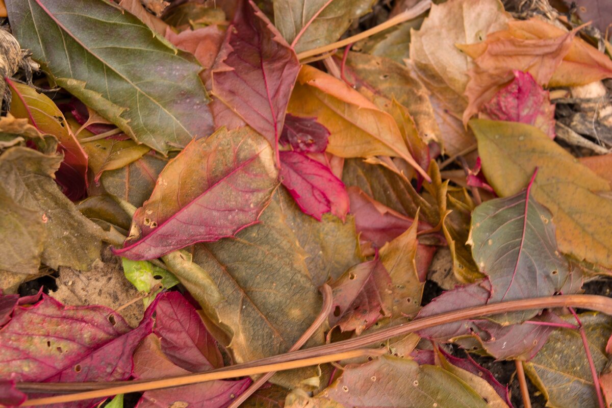 под девичьим виноградом листья еще и красивые!