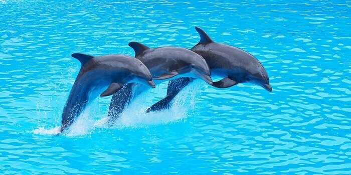 Сколько лет живут дельфины