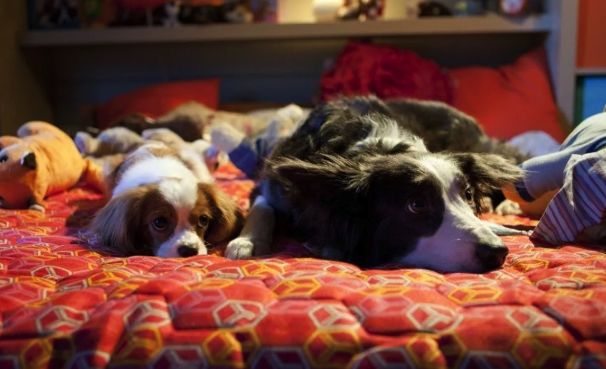 Кадр из фильма Елки лохматые 2015. Взят из открытых источников на Яндекс.картинки