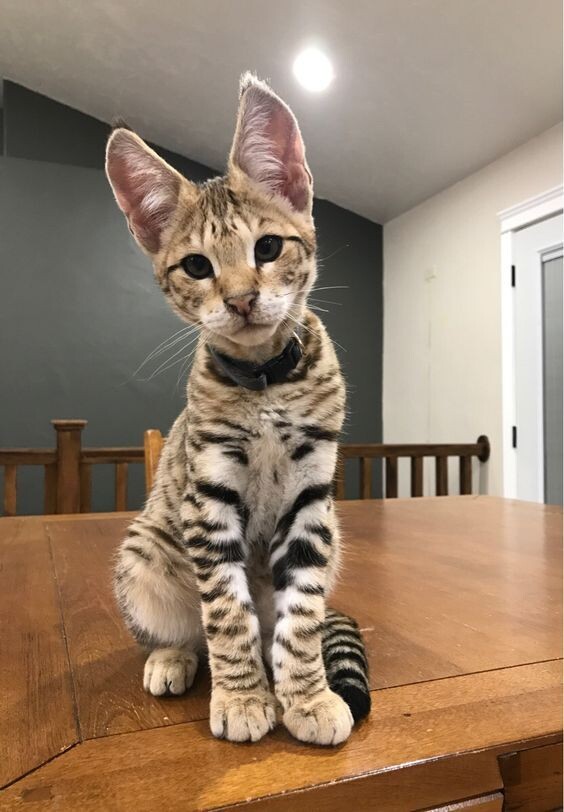 Источник https://www.pinterest.ru/pin/381187555958114974/