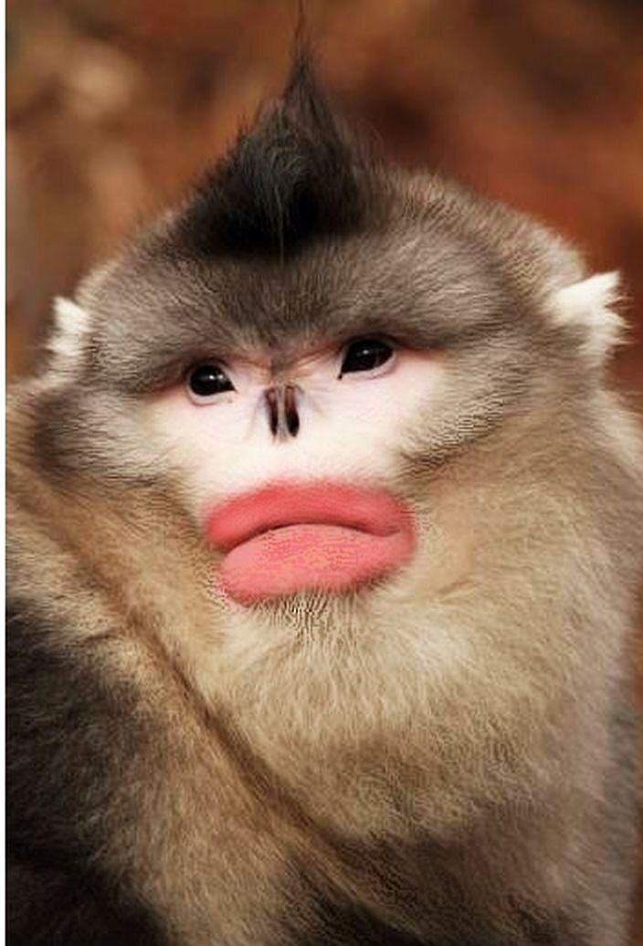 Картинки обезьян с большими губами