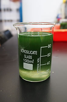 Культивирование спирулины