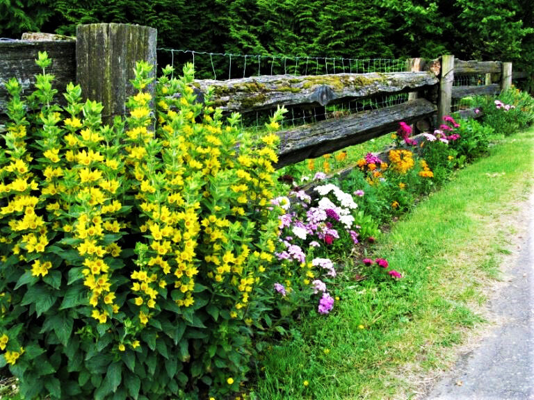 Желтые цветы на даче многолетники (73 фото)