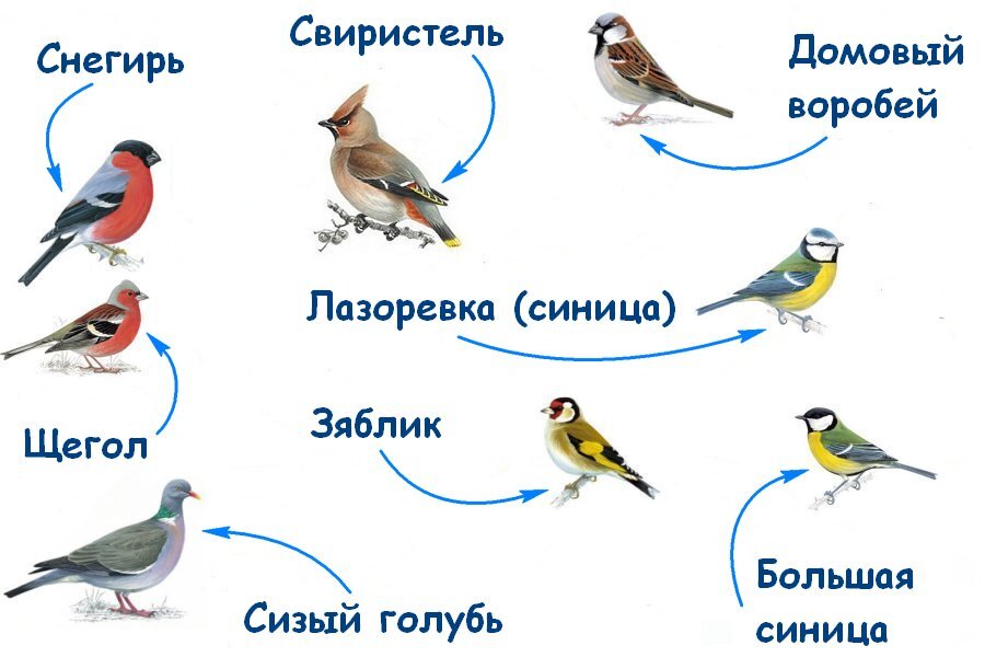 Какую птицу нельзя