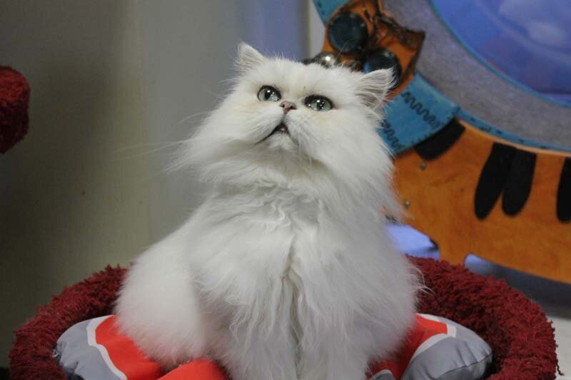 Музей «Республика кошек»