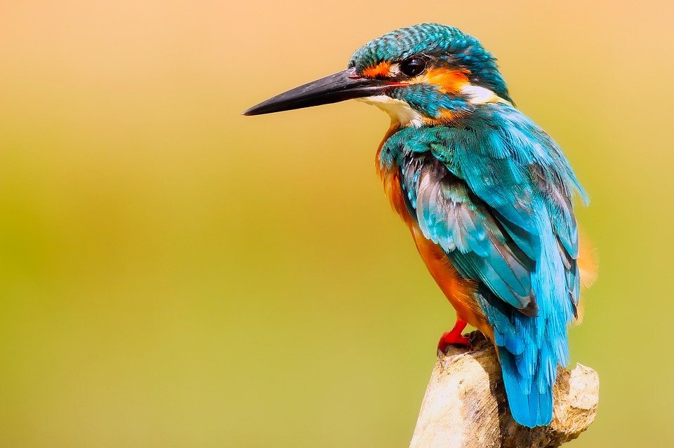 https://cdn.pixabay.com/photo/2017/02/07/16/47/kingfisher-2046453_960_720.jpg