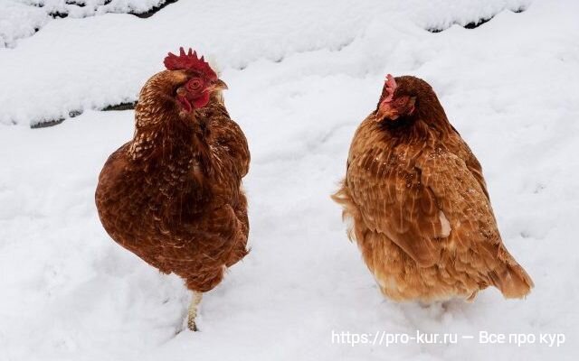 Зимовка кур в неотапливаемом курятнике – что учесть?