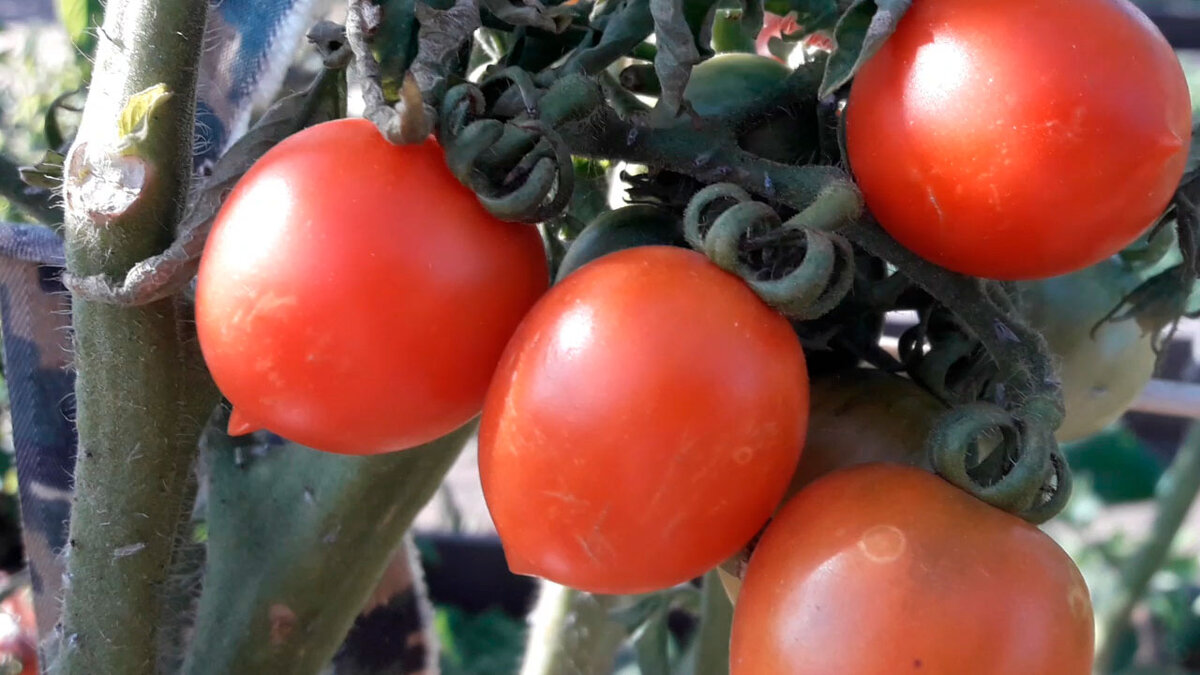 фото моих томатов на даче 