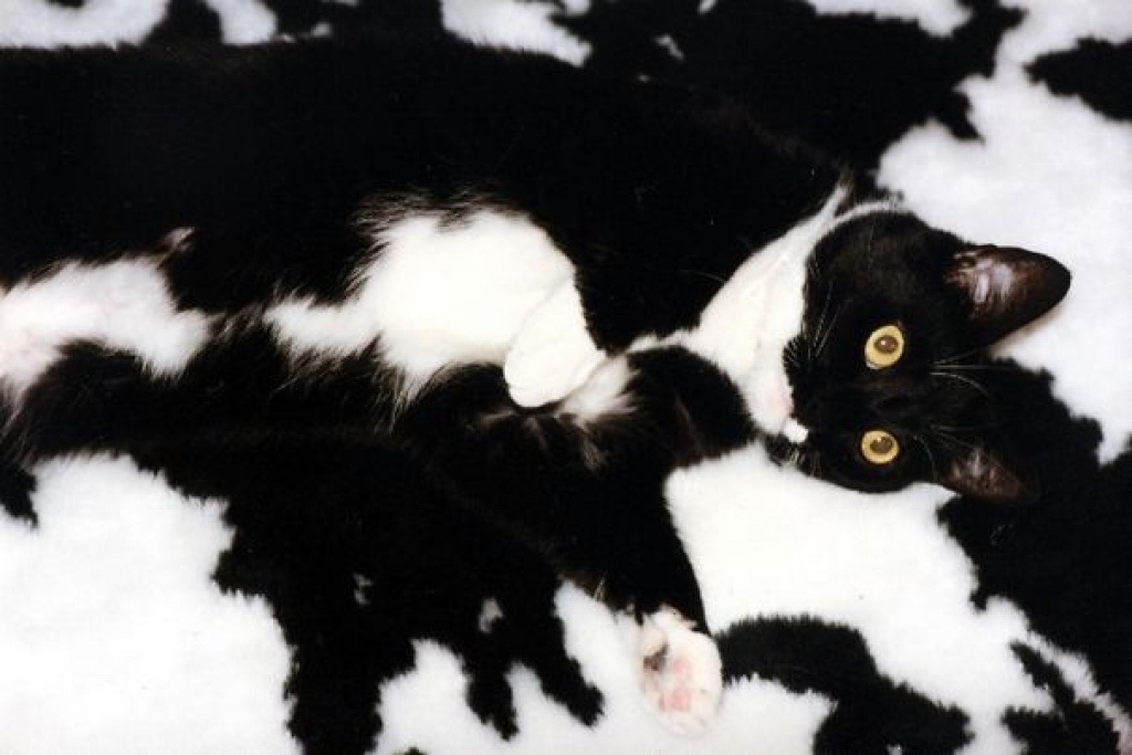Котовёр:D
