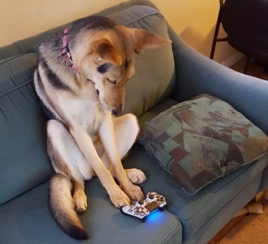 Веселая собака. Собака кушает. Собака. Собак есть что нибудь. Шоколад и животные.