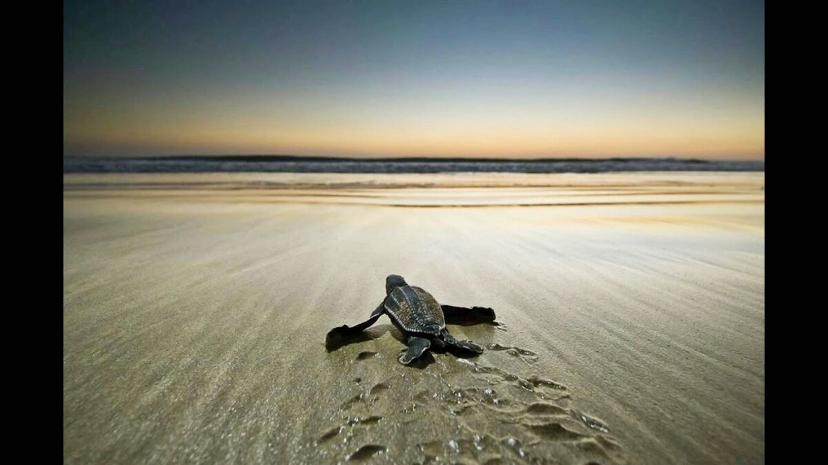 Даже со скоростью черепахи можно ползти и потом обойти зайцев.
