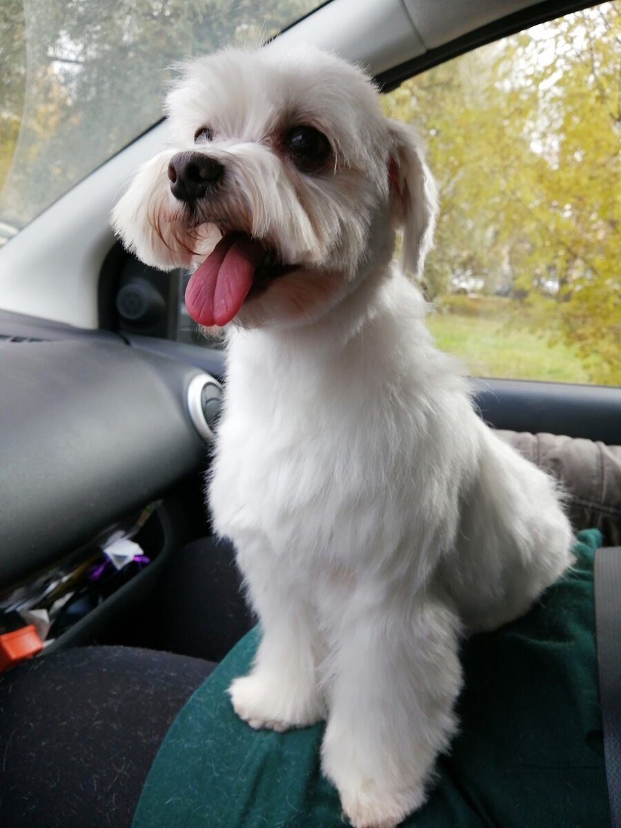 Наша мальтийская болонка 