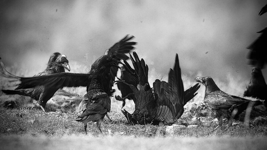 Чёрный ворон фильм 2019. Большой черный ворон. Вороны. Ворон сидит. Барыш ардуч сериал ворон.