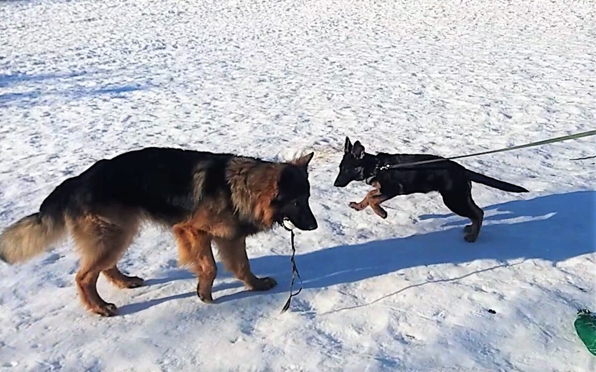 Зевс и Кейси - 3 месяца.