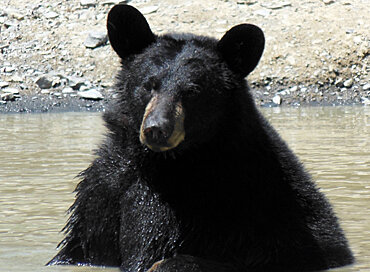 Фрэнки. Фото Оrphaned Wildlife Center