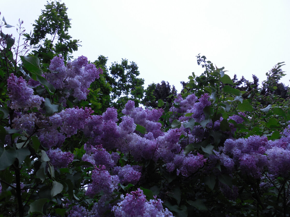 Эта история не про эту сирень