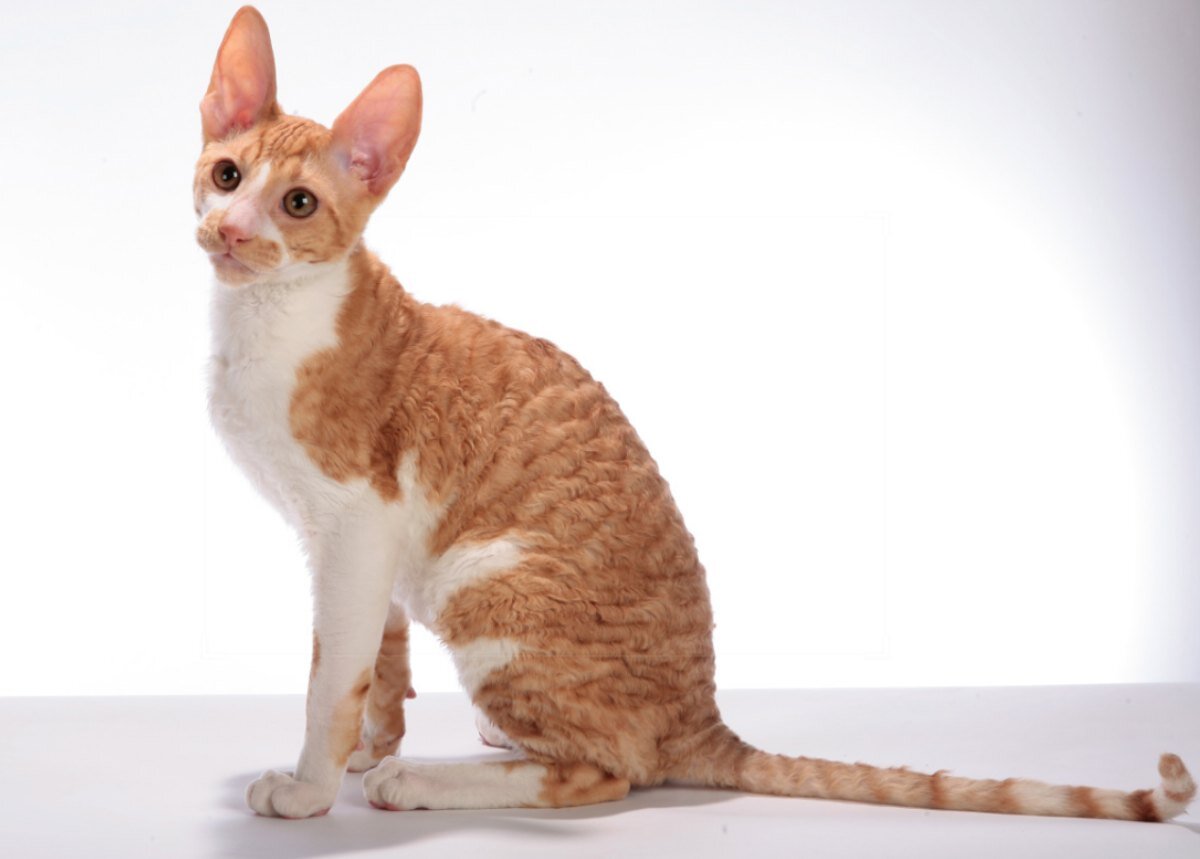 Внешний вид! Кошка уральский рекс имеет мускулистое тело средних размеров. Эти животные выглядят очень стройными и грациозными. По стандарту, принятому системой WCF для этой породы, животное должно иметь следующие внешние показатели: клинообразную по форме голову с округлыми очертаниями, достаточно широкий плоский лоб, выдающийся подбородок; аккуратные уши, которые напоминают небольшие треугольнички, высоко поставленные и закругленные на концах; крупные овальные глаза, широко посаженные, слегка раскосые, а по цвету подходящие к окрасу шерсти; сильные конечности, стройные и подтянутые, как и все остальное тело, с закруглёнными лапами; хвост обычной длины, немного расширенный у основания, но плавно сужающийся к кончику; короткую или полудлинную шерсть, мягкую, шелковистую, вьющуюся по всему телу в виде волн или завитков.
