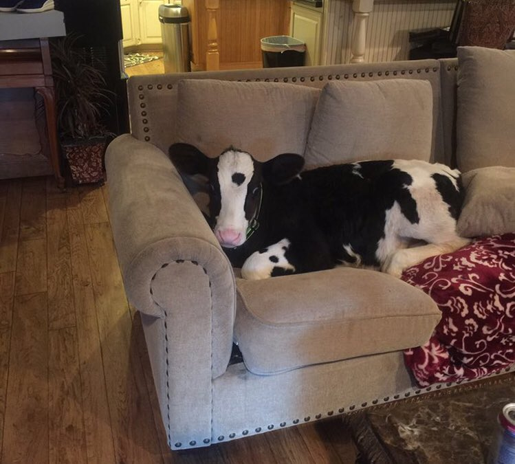 Яндекс Картинки