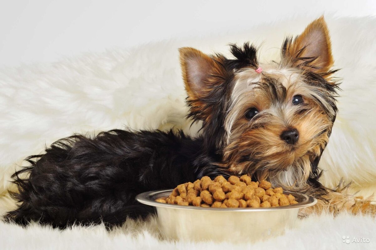 Йоркширские терьеры - маленькая декоративная порода собак с очень проблемной пищеварительной системой.-2