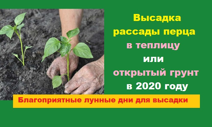 Когда нужно высаживать перец в грунт. Высадка рассады перца в открытый грунт. Высадить рассаду перца в грунт. Высадка рассады перца в теплицу. Высадка перцев в открытый грунт в мае.