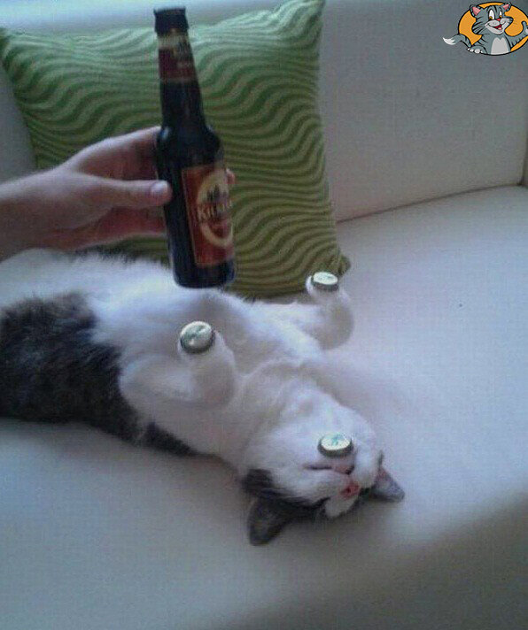 Кот отдыхает. Фото из открытых источников