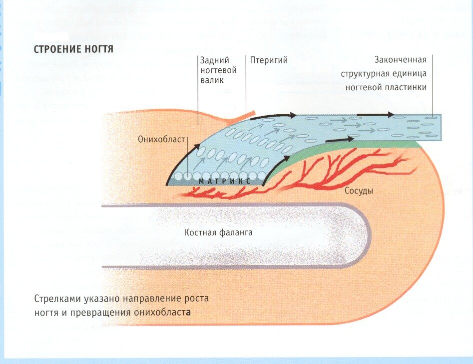 Изображение с сайта Яндекс.Картинки