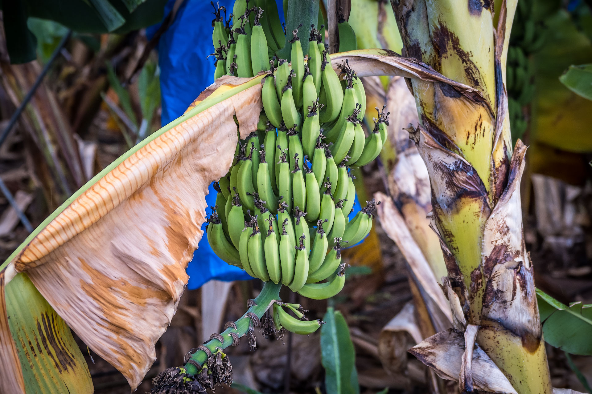 Где растут бананы дерево. Банановая Пальма. Южная Суматра банановые плантации. Банановая Пальма в Африке. Банан Пигмей.