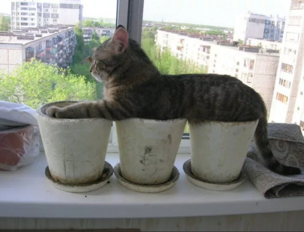 яндекс.картинки