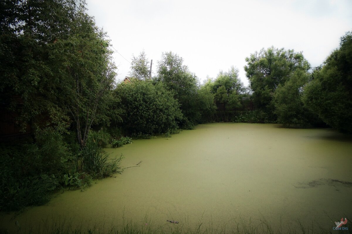 Цветущий водоём.