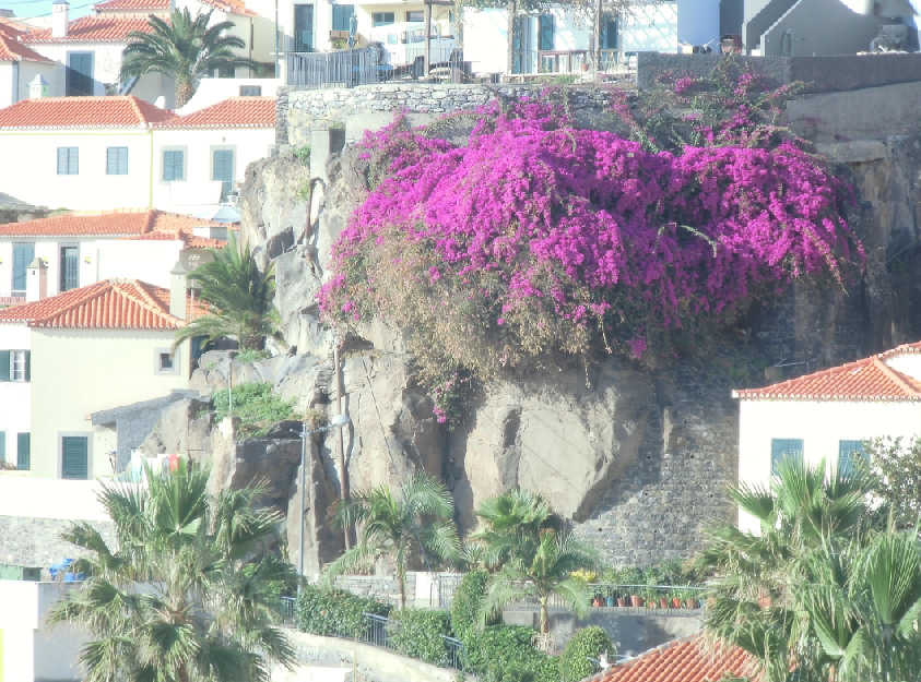 Фуншал. Крыши домов и обилие цветов.