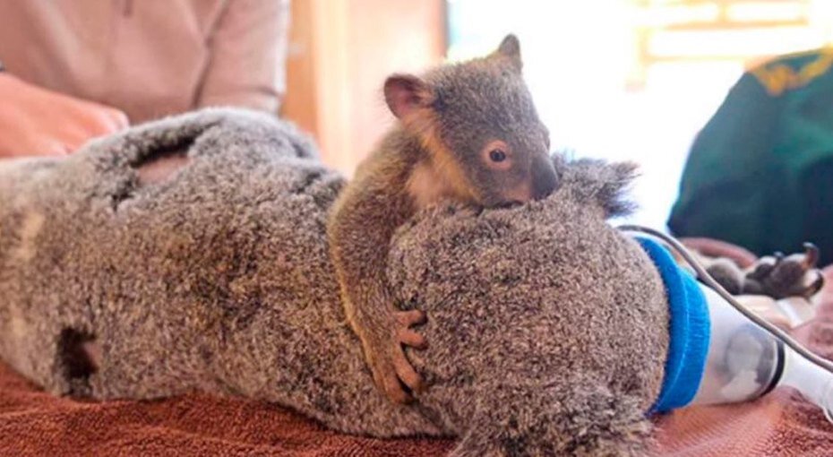 Эти две коалы доказывают, что любовь между матерью и ребенком — самое сильное чувство, которое доступно любому живому существу на планете.Саша Демьянова
