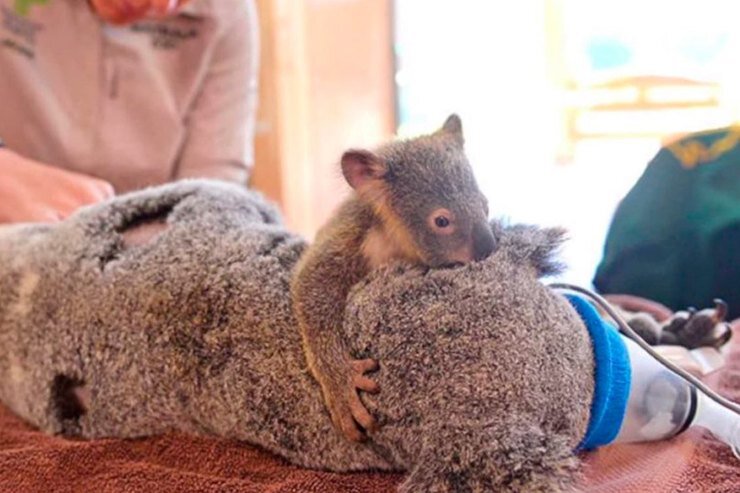 Коала Лиззи и ее ребенок ФантомAustralia Zoo Wildlife Hospital