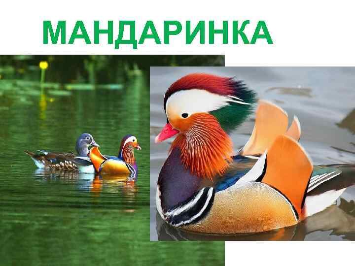 Утка Мандаринка (Aix galericulata)