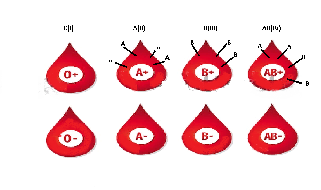 5 Группа крови. Группы крови японская тематика. Тату группа крови 1 положительная эскизы. Скан анализ группа крови ab0. Антигены 1 группы крови