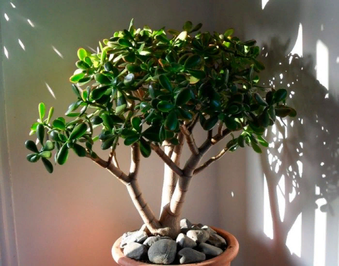 Крассула (Толстянка)