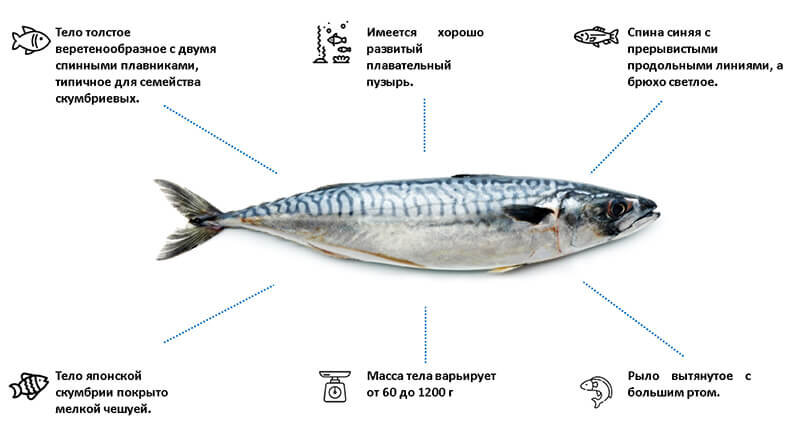 Японская скумбрия